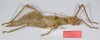 copyright RMNH Leiden. female, lateral view (holotype). Depicts CollectionObject 1577048; 348a5039-b1de-40f1-9bf0-b23902fe3de5, a CollectionObject.