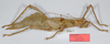 CollectionObject 1577048; 348a5039-b1de-40f1-9bf0-b23902fe3de5: copyright RMNH Leiden. female, lateral view (holotype). (CollectionObject).
