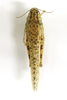 CollectionObject 1591615; 8e7adfae-dd1c-44d0-b837-f7ae98f0ec8b: female, dorsal view (paratype). (CollectionObject).