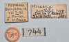 CollectionObject 1559851; a19eb260-1d37-40ef-b547-e1b1d39f104b: copyright NTUC. male, data labels (syntype). (CollectionObject).;CollectionObject 1559852; 4f342293-8e32-43c8-aabd-67b5d43b4610: copyright NTUC. male, data labels (syntype). (CollectionObject).