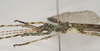 Eurybistus fallax Bragg, 2001: copyright Natural History Museum, London. male: head and thorax, lateral view (paratype). (Otu).