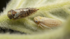 Live specimen on Oncopsis deluda Hamilton, 1983: (Observation).