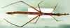 CollectionObject 1500890; dba6d578-f8ef-4c9a-b202-571e54339f6a: female, dorsal view (lectotype). (CollectionObject).