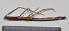 CollectionObject 1561672; NTUC 740, ef545296-ecab-4cdd-9e44-941d03968d60: copyright NTUC. female, dorsal view (holotype). (CollectionObject).