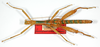 CollectionObject 1562193; 2b98b289-8578-4d93-93df-b9c7b725b22e: copyright ZMB, Berlin. male (holotype). (CollectionObject).
