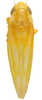 Habitus, dorsal view on Erythridula obliqua (Say, 1825): Habitus (INHS collection). (Observation).