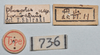 CollectionObject 1561182; ca722f59-5ae0-4d4f-8225-88a048e4085c: copyright NTUC. male, data labels 1 (syntype). (CollectionObject).;CollectionObject 1561183; 82a3663e-d3c8-40f6-994b-015a810d7a76: copyright NTUC. male, data labels 1 (syntype). (CollectionObject).