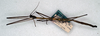 CollectionObject 1560915; 7bc1b81b-fe15-40ae-8562-9d2283aa5e07: copyright NMW. male (syntype). (CollectionObject).;CollectionObject 1560916; b8f97275-b3f4-4847-9cda-4f8a5b4efe6b: copyright NMW. male (syntype). (CollectionObject).