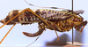 CollectionObject 1522523; 2488e33a-0844-48d2-87cb-516a317831fe: female, lateral view (holotype). (CollectionObject).