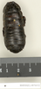 Panesthia paramonstruosa Roth, 1979: Copyright Natural History Museum, London. Paratype (adult male) in BM(NH). Dorsal view. (Otu).