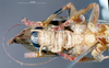 CollectionObject 1536192; NMBA 3225276, 2954aa91-0d22-4cfe-9bbb-7fb6ebe41841: male, ventral view. (CollectionObject).