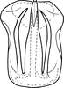 Aedeagus, ventral view on Drabescus angulatus Signoret, 1880: Aedeagus, ventral view. (Observation).