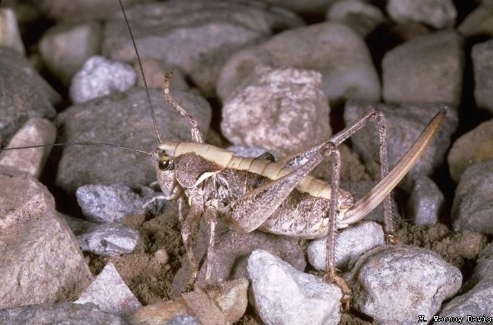 female. Depicts Neduba convexa Caudell, 1907, an Otu.