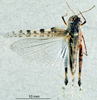 CollectionObject 1537901; f44dd705-e31d-44e7-a9c5-a97467f67959: female, dorsal view. (CollectionObject).