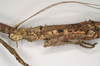 CollectionObject 1560674; NHMUK(SF IMPORT DUPLICATE) 844812, 9c13f179-7751-4b0e-a215-d04faf4989ed: copyright Natural History Museum, London. female: head and thorax, lateral view of Oxyartes lamellatus (lectotype). (CollectionObject).