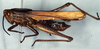 Xyleus gracilis (Bruner, 1905): male (Brasil, Rio Grande do Sul. Santo Augusto, x 1977). (Otu).