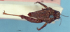 CollectionObject 1517885; 3968b1bc-e441-4ab2-9b4f-a7ebb6bd419d, NHMUK10924451: male, dorsal view (holotype). (CollectionObject).
