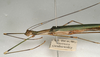CollectionObject 1560373; 4aa6a5b2-84bb-4a26-99cd-5a5d33d8ccf7: copyright NMW, Vienna. male: head and thorax, lateral view (paralectotype). (CollectionObject).;CollectionObject 1560374; cc869366-d3c2-4200-92ea-6753c7597d58: copyright NMW, Vienna. male: head and thorax, lateral view (paralectotype). (CollectionObject).