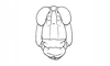 Baeacris talamancensis Rowell & Carbonell, 1977: Fig. 3. male, head, frontal view. (Otu).