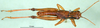 CollectionObject 1501942; 7f990179-332e-4c2a-b5fd-8ecdd4c2f333: male, dorsal view (paratype). (CollectionObject).