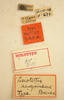 CollectionObject 1533430; 923b18f0-9f2c-4bf5-85a4-ffd738e15e95, USNM #9748: labels (lectotype). (CollectionObject).
