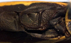 Poecilogramma cloetensi (Griffini, 1908): male stridulatory area (French Congo, Boue). (Otu).