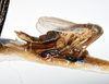Habitus, lateral view on Elachodelphax (Aschedelphax) hochae (Wilson, 1992): (Observation).