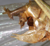 CollectionObject 1532123; NMW 7251, 6caafc8d-56bd-44ad-aed9-ee52b3bb9012: male abdomen tip, lateral view (syntype). (CollectionObject).