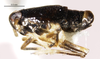 Habitus, lateral view: !! display not done !! on Pissonotus divergens Bartlett, 2000: (Observation).