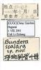 Other on Bundera scalara Li & Wang, 2002: (Observation).
