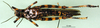 CollectionObject 1502300; 43592820-cf65-491a-87d4-f8a426432a00: female, ventral view (syntype). (CollectionObject).
