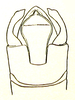 Mitricephala milleri Ramme, 1941: Fig. 2 C. male apex of abdomen from above. (Otu).