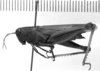 CollectionObject 1567240; b39c81c1-414e-40c5-a160-f69ef64c9be9: Image Carbonell, C.S. female, lateral view (syntype). (CollectionObject).