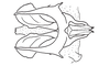 Digamacris amoena (Stål, 1878): Fig. 21. phallic complex without epiphallus, dorsal view. (Otu).