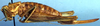 Idiostatus birchimi Rentz, 1973: female, lateral view (paratype). (Otu).