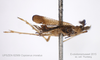 Habitus, lateral view: !! display not done !! on Copicerus irroratus Swartz, 1802: (Observation).
