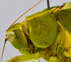 CollectionObject 1593135; aad5de51-8c1a-4ae4-8759-9016142683da: male head and pronotum, lateral view. (CollectionObject).