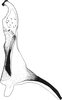 Stylus: Stylus. (Observation).