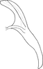 Aedeagus, lateral view on Distantasca rokasa (Dworakowska, 1981): Aedeagus, lateral view. (Observation).