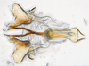 Aedeagus, ventral view: !! display not done !! on Bahita Oman, 1938: n. sp. 6-10: (Observation).