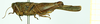 CollectionObject 1532565; 84bfe1a1-a230-49c1-b548-a707db3dc6a0: female, lateral view (holotype). (CollectionObject).