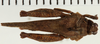 CollectionObject 1574541; NHRS NRM-ORTH 13487, 26daadb0-2e9f-4b2f-8487-6734e9e28e29: female, dorsal view (syntype). (CollectionObject).
