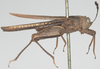 CollectionObject 1516364; 0aee51e9-2103-4092-b0e3-ca7f586cfbf9: female, lateral view (holotype of Phaestus sumatrensis). (CollectionObject).