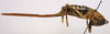CollectionObject 1535037; 20c4037b-51ee-4c7f-a66a-4284a02ac41a: female, lateral view (holotype). (CollectionObject).