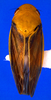 Habitus, dorsal view on Chilenana chilena DeLong & Freytag, 1967: Male [DZRJ]: habitus, dorsal view. (Observation).