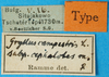 labels (syntype of Gryllus cephalotes). Depicts CollectionObject 1590704; d2a5337c-f265-402d-bd94-dcda26280dc3, a CollectionObject.