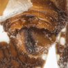 Terminalia, in situ on Dictyssa mutata Melichar, 1906: (Observation).