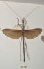 CollectionObject 1562045; 592d3df5-fd94-4c8b-ab1b-869655b64f3c: copyright OUMNH. male, dorsal view of synonym Necroscia esepus (holotype). (CollectionObject).