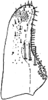 Subgenital plate: Subgenital plate (E. calycula McAtee).<br>By. I. Dworakowska. (Observation).