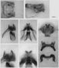 Melanoplus yarrowii (Thomas, 1875): male genitalia. (Otu).